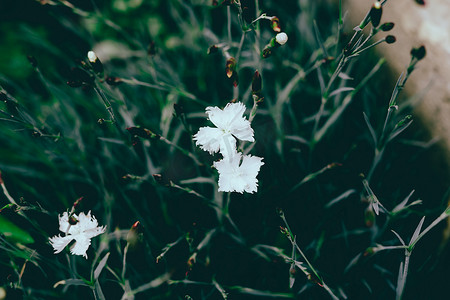 终生告白摄影照片_白色装饰丁香的开花。
