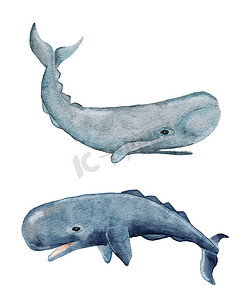 水彩抹香鲸手绘插画，海洋水下海洋航海设计，濒危物种动物，太平洋水域野生动物。