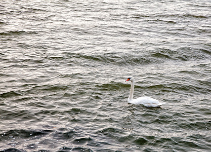秋天湖面上漂浮的白天鹅