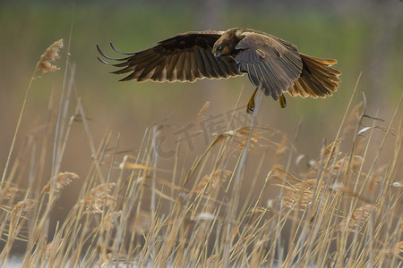 一只雌性沼泽鹞从湖边的芦苇丛中飞出