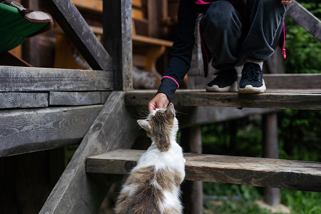 一个小女孩在院子里喂猫