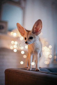 漂亮的耳廓狐幼崽在装饰有圣诞树的房间里。