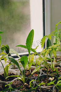 降解摄影照片_窗台上可生物降解的盆栽番茄幼苗。