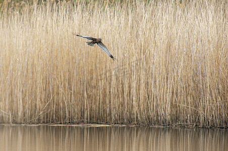 一只雄性沼泽鹞从湖的芦苇丛中飞出