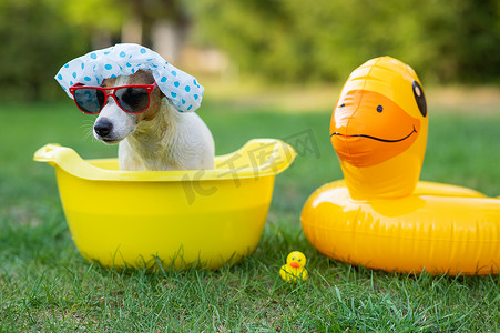 戴着浴帽和太阳镜的狗杰克罗素梗在草坪上洗澡。