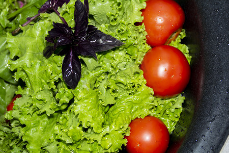 卷曲、绿色、芬芳的生菜叶、紫色罗勒和红色番茄，为适当的营养和人类健康。