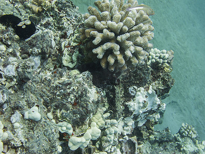 海水里的鱼摄影照片_珊瑚里的鱼