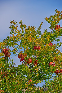 天空和树枝摄影照片_一棵树的特写镜头，树枝上有郁郁葱葱的绿叶和成熟的红石榴果子，在蓝天背景下。