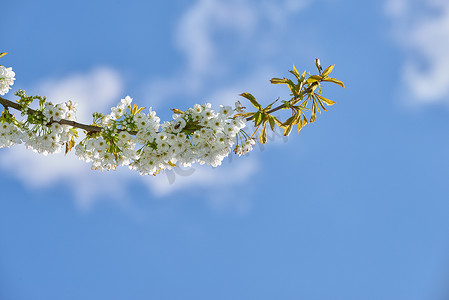 纯白色的米拉贝尔或李属的花朵生长在花园里的一棵李子树上，从下面到蓝天背景，有复制空间。