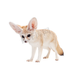 沙漠狐摄影照片_漂亮的耳廓狐在白色背景下被隔离