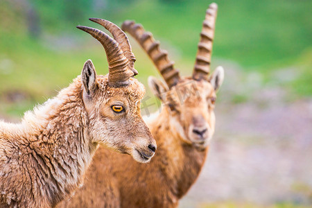 莫兰迪几何色块摄影照片_野山羊野生动物和山地动物群，大帕拉迪索意大利阿尔卑斯山，意大利