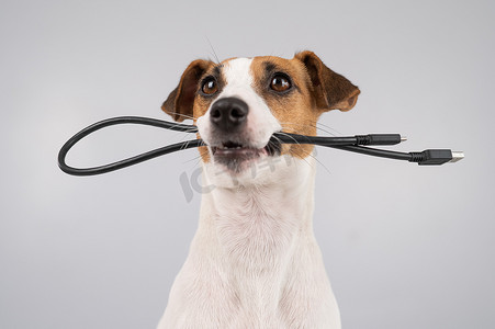 线黑色摄影照片_狗杰克罗素梗犬啃咬白色背景上的黑色 USB 线。