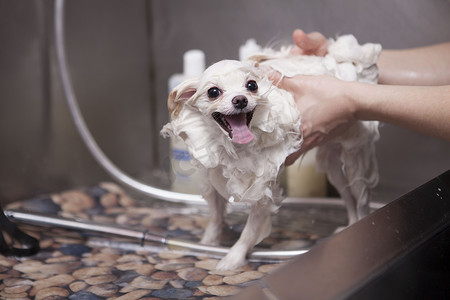 可爱的小狗在美容沙龙洗澡