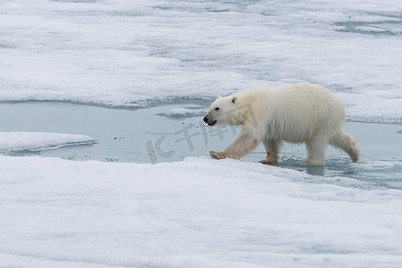 北极熊 (Ursus maritimus) 在斯瓦尔巴特群岛斯匹次卑尔根岛北部的浮冰上行走