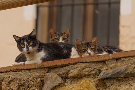 一群流浪猫躺在墙上