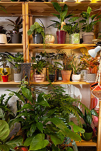 一家花店的图片，里面有异国情调的盆栽植物。
