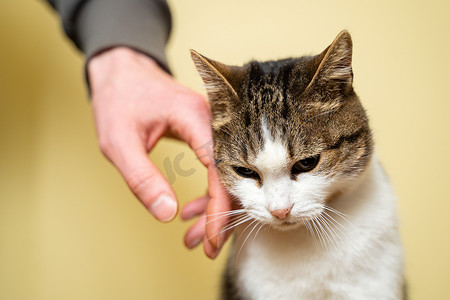 流浪猫摄影照片_一名志愿者的特写手抚摸着一只可爱的流浪猫。