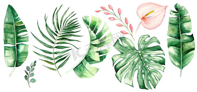 水彩热带树叶和花朵插画