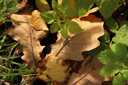 秋天木板背景摄影照片_干叶与第一泉。