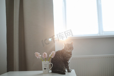 可爱的猫咪和桌上放着鲜花的花瓶。