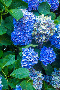 绣球花大叶蓝色花园法国野生灌木。