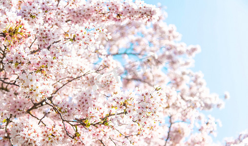 春天美丽的开花树。