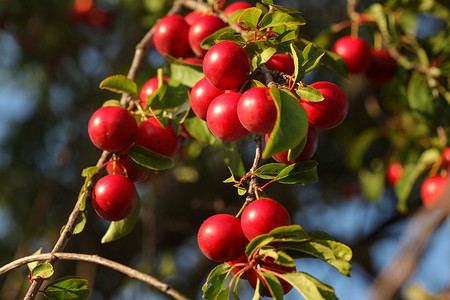 红色 Mirabelle Plum / Prune（Prunus domestica subsp. syriaca）生长在树枝上，被午后的阳光照亮。