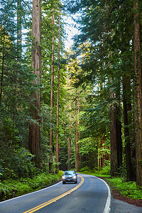 树环绕摄影照片_汽车沿着红木树环绕的弯曲道路行驶