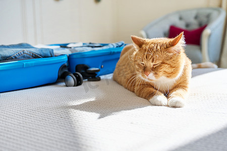 装行李摄影照片_把行李装进手提箱，猫躺在床上