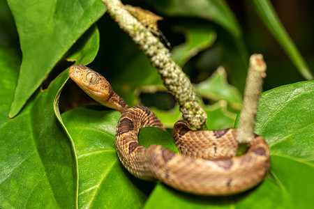 小斑点猫眼蛇 Leptodeira polysticta，托尔图格罗，哥斯达黎加