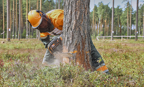 穿着防护装备的伐木工人用电锯在森林里砍伐木材。