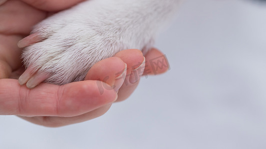 一个女人用爪子抱着狗的特写镜头。