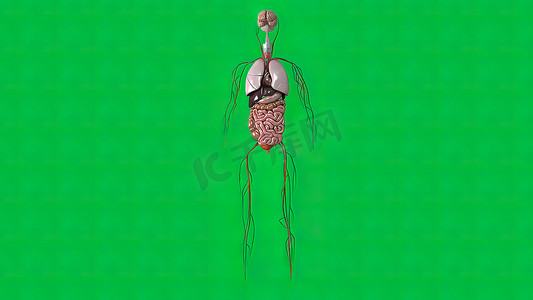 人的消化系统摄影照片_绿色背景下的大脑、消化系统、呼吸系统和血管系统