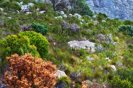 郁郁葱葱的山坡上生长着南非本土的凡波斯植物和巨石。
