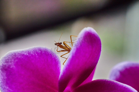 兰花螳螂摄影照片_在粉色兰花上摆出螳螂宝宝的姿势