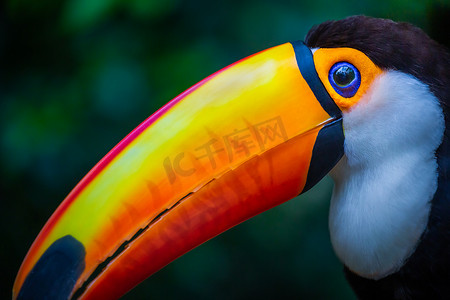 巴西潘塔纳尔湿地的巨嘴鸟侧面特写