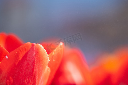 红色郁金香花与雨滴的特写