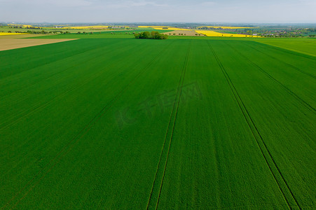 从上面看一片绿色的麦田，田地里种着粮食作物。