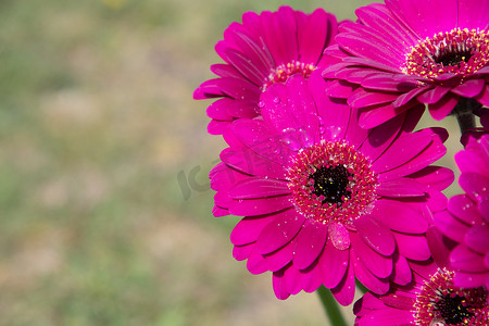 紫色非洲菊花束，近角，春天的心情，花背景，礼物