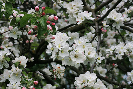 苹果树枝与盛开的花瓣。