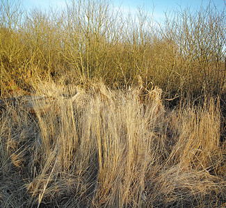 空旷土地摄影照片_早春，挪威空旷的草原沼泽上干枯的草。