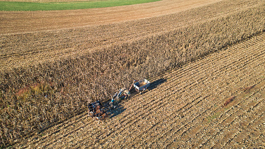 收割玉米的图摄影照片_阿米什农民收割玉米的航拍图
