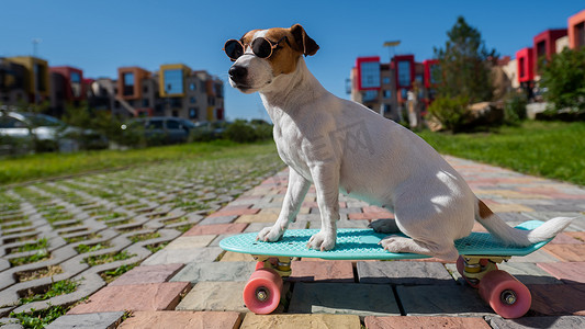 在阳光明媚的夏日，戴着墨镜的杰克罗素梗犬在户外骑滑板。