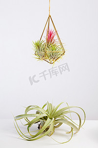 甘兰摄影照片_白色玻璃容器中的铁兰干燥植物