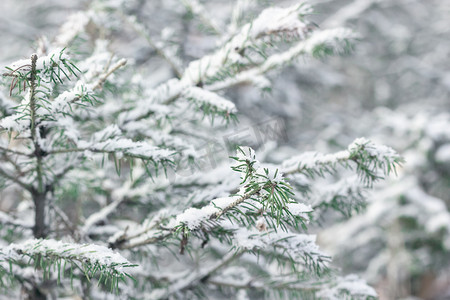 可爱的小圣诞树的冷杉树枝，第一场雪，冬天开始的风景，雪花下的针叶