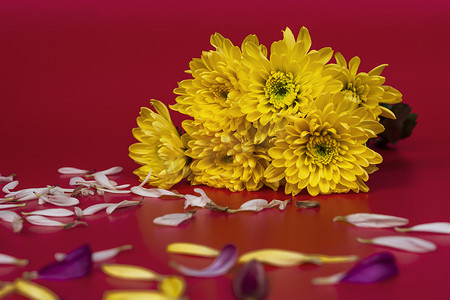 感恩绽放摄影照片_红色背景上的大丽花黄色花朵的新鲜分支。