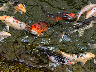 红锦鲤摄影照片_阿穆尔鲤鱼或 Cyprinus rubrofuscus，通常称为 Koi 或 nishikigoi。