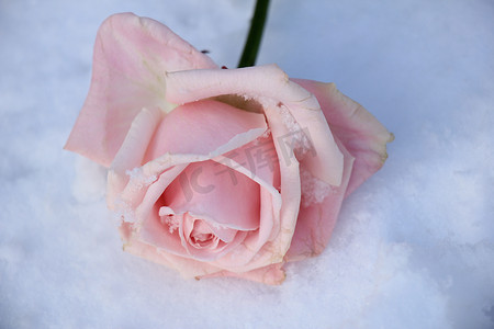 一朵淡粉色玫瑰
