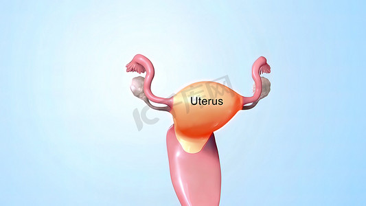 女性的内生殖器官是阴道、子宫、输卵管和卵巢。