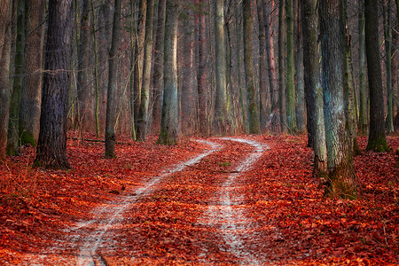 一条被雪覆盖的道路穿过森林和落叶